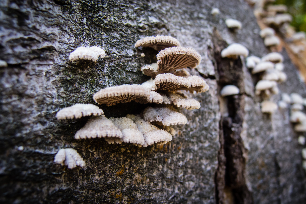 Herbst und Pilze